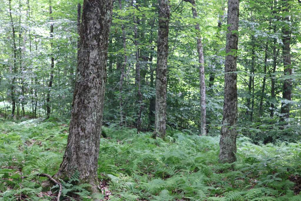 Land/Vacant Land's Image 8