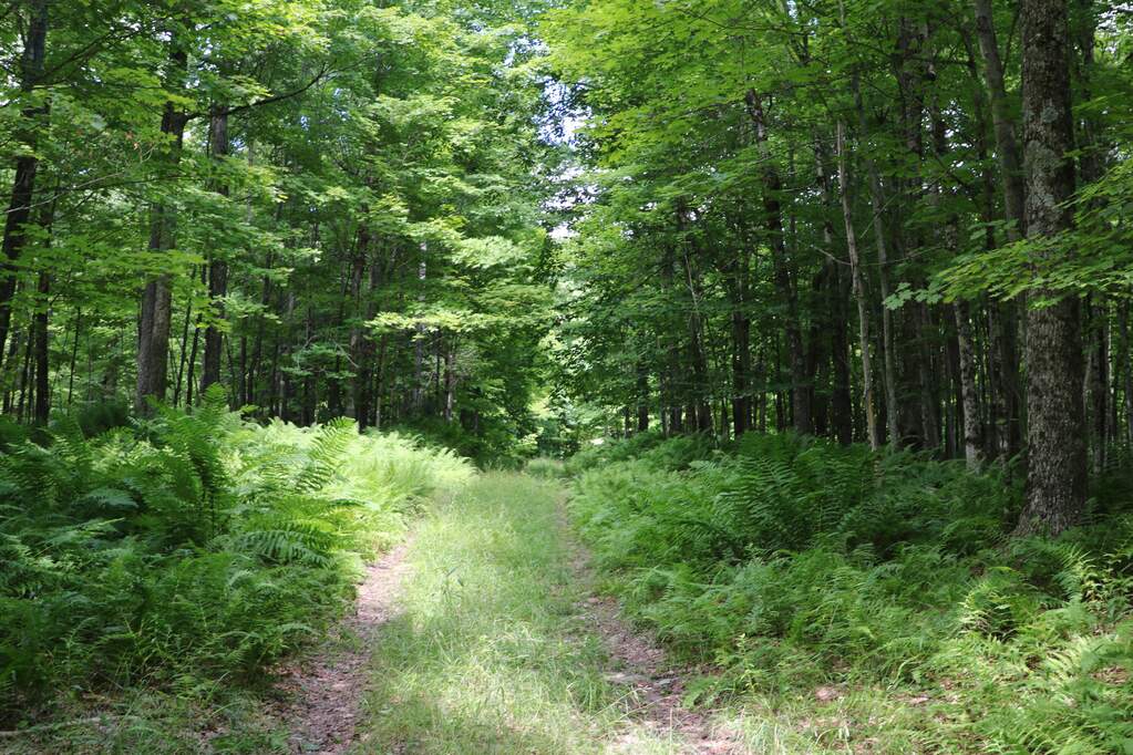 Land/Vacant Land's Image 9