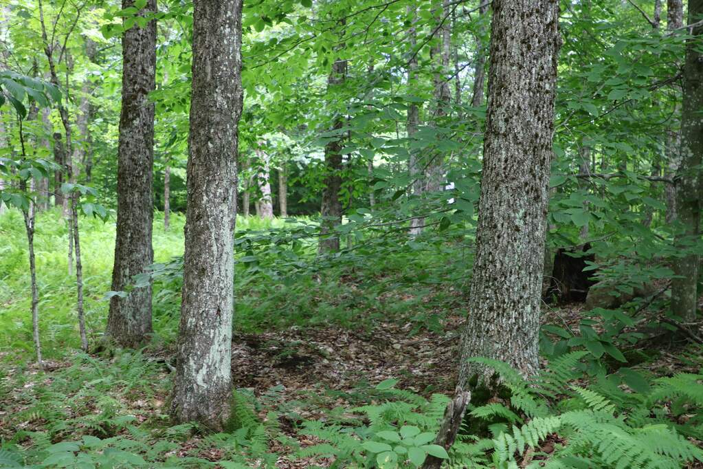 Land/Vacant Land's Image 6