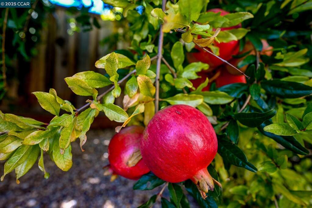 1075 Irwin Court, Concord, CA 94518