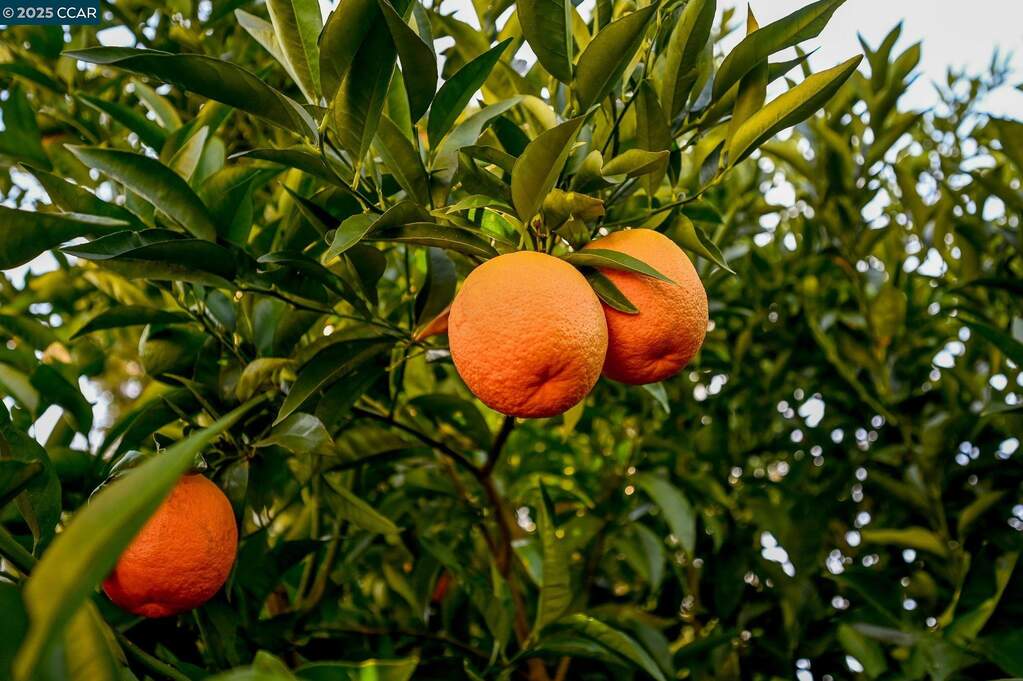 1075 Irwin Court, Concord, CA 94518