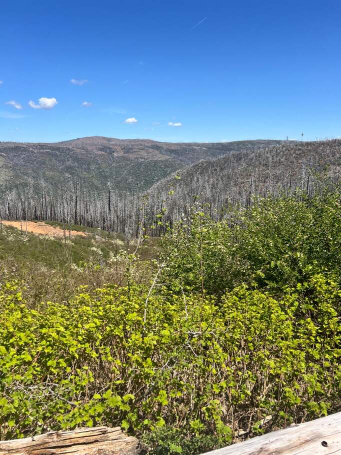 40 Wentworth Springs photo