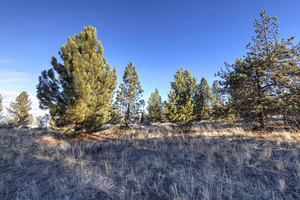 Land/Vacant Land's Image 16