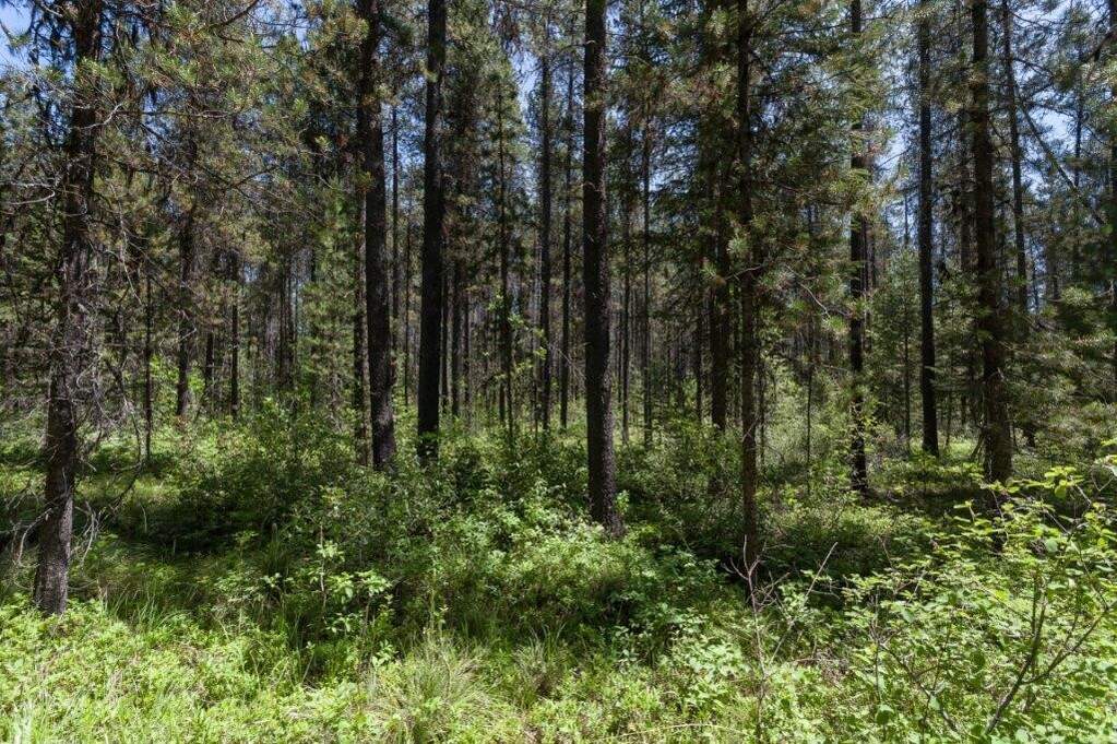 Land/Vacant Land's Image 15