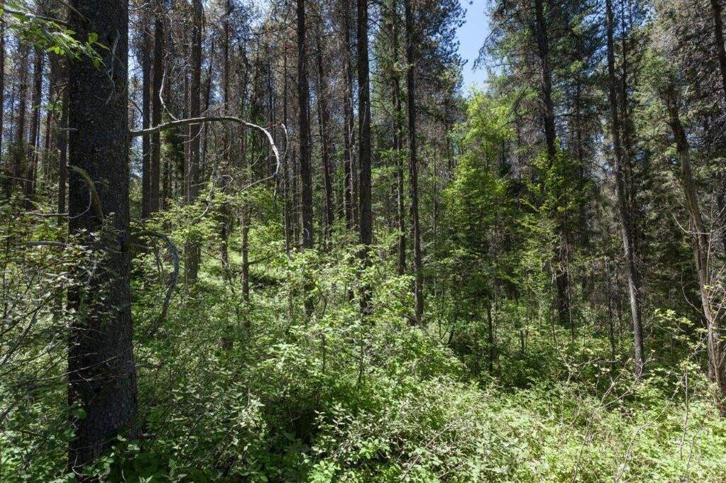 Land/Vacant Land's Image 16
