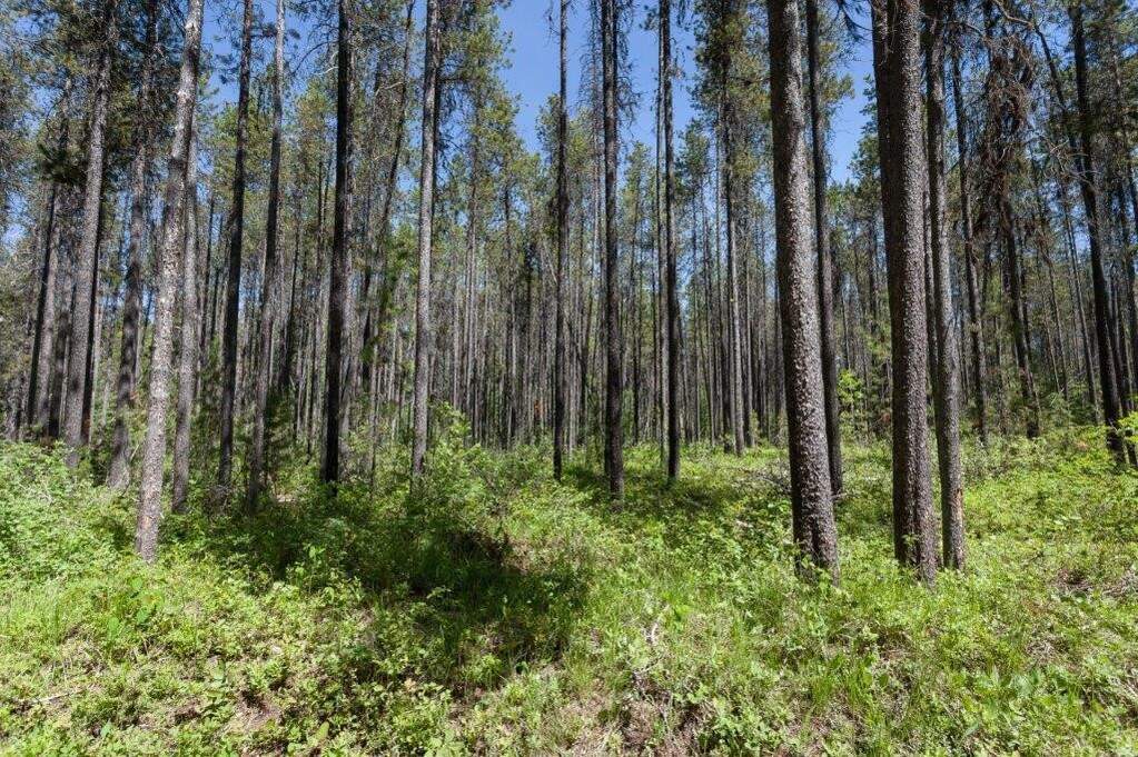 Land/Vacant Land's Image 17