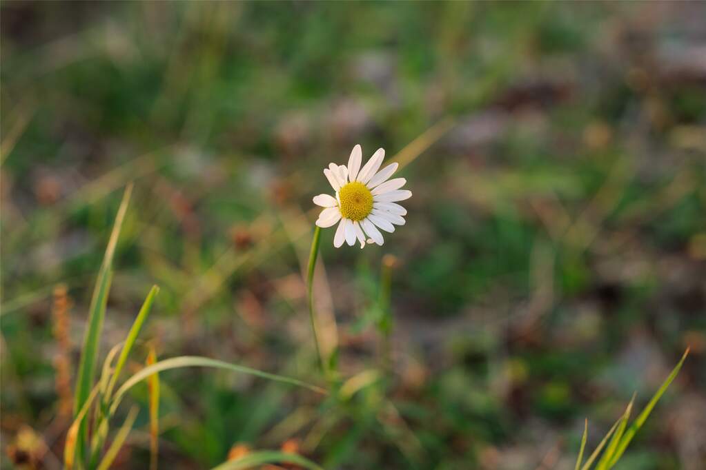 Land/Vacant Land's Image 20
