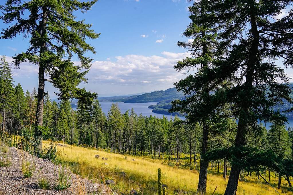 Whitefish