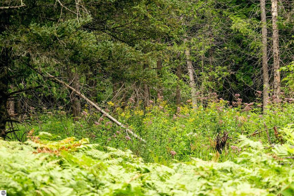 Land/Vacant Land's Image 8