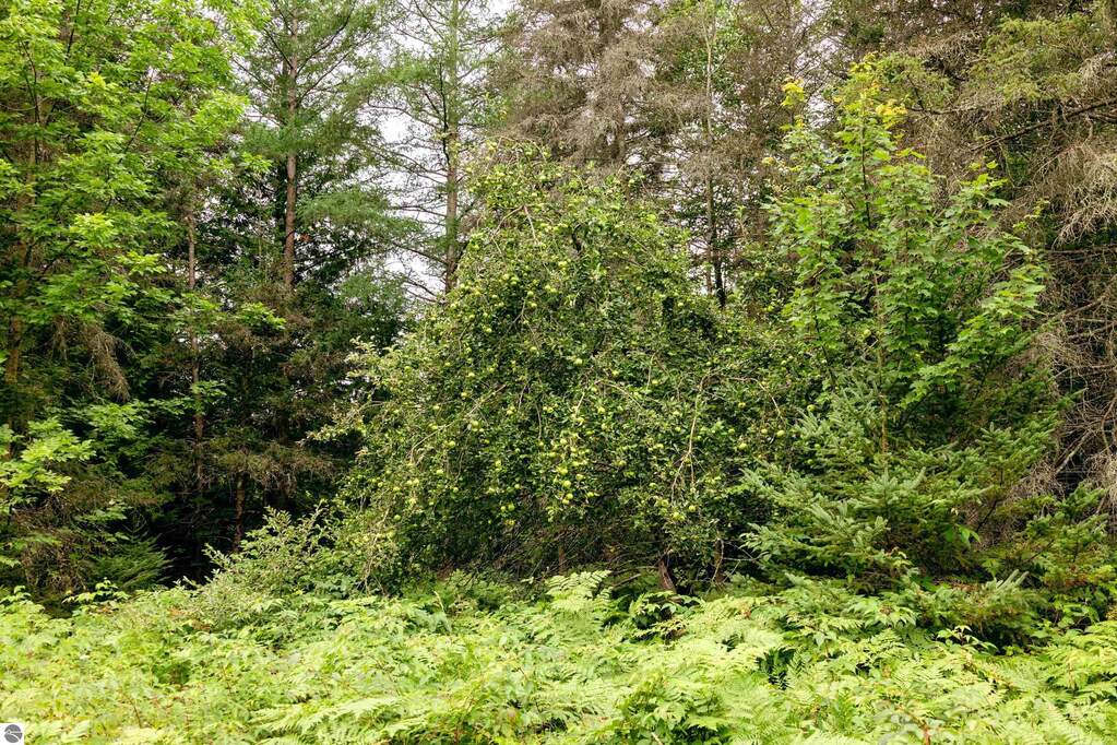 Land/Vacant Land's Image 14