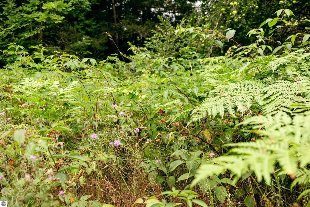 Land/Vacant Land's Image 16