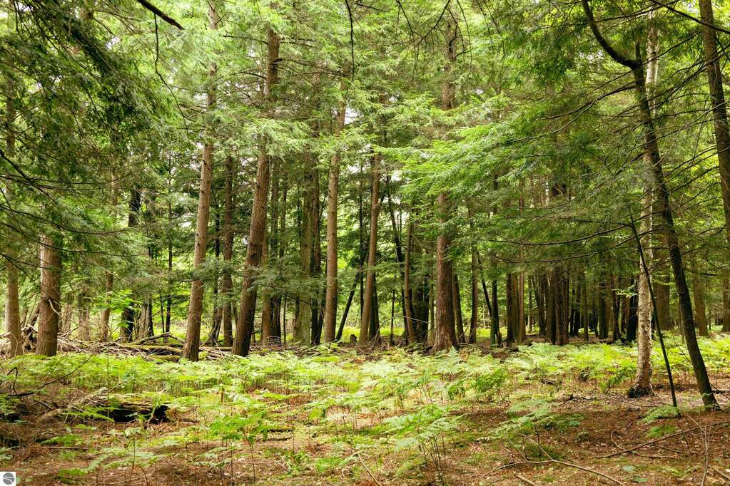 Land/Vacant Land's Image 21