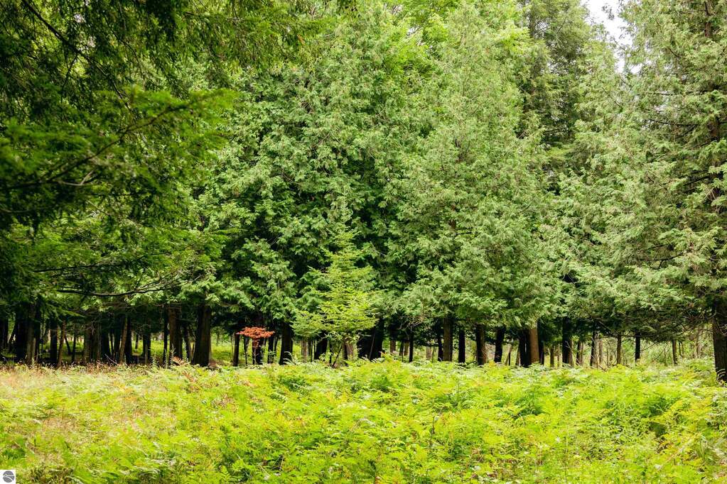Land/Vacant Land's Image 23