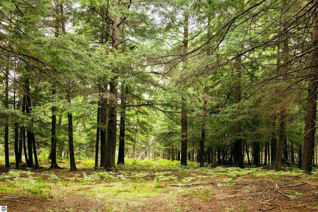 Land/Vacant Land's Image 29