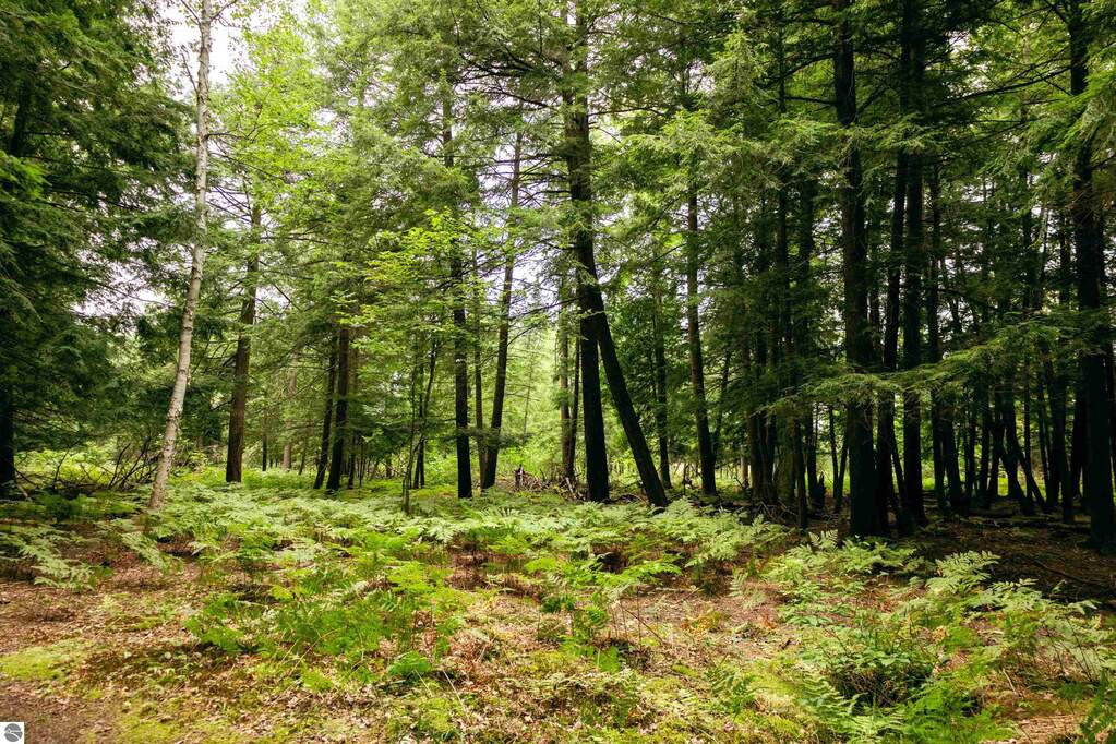 Land/Vacant Land's Image 31