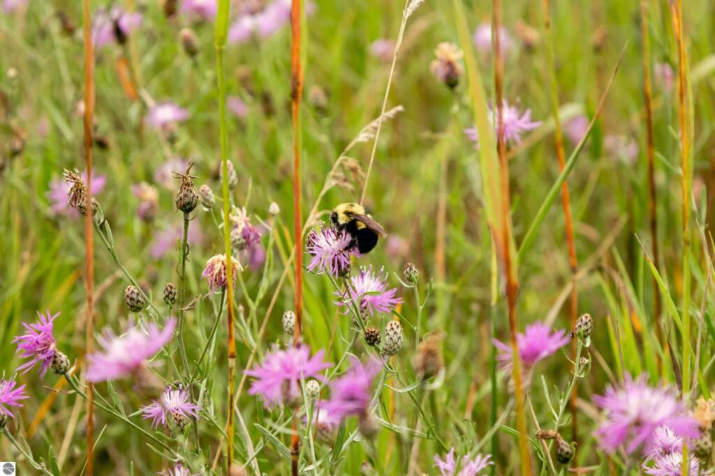 Land/Vacant Land's Image 37