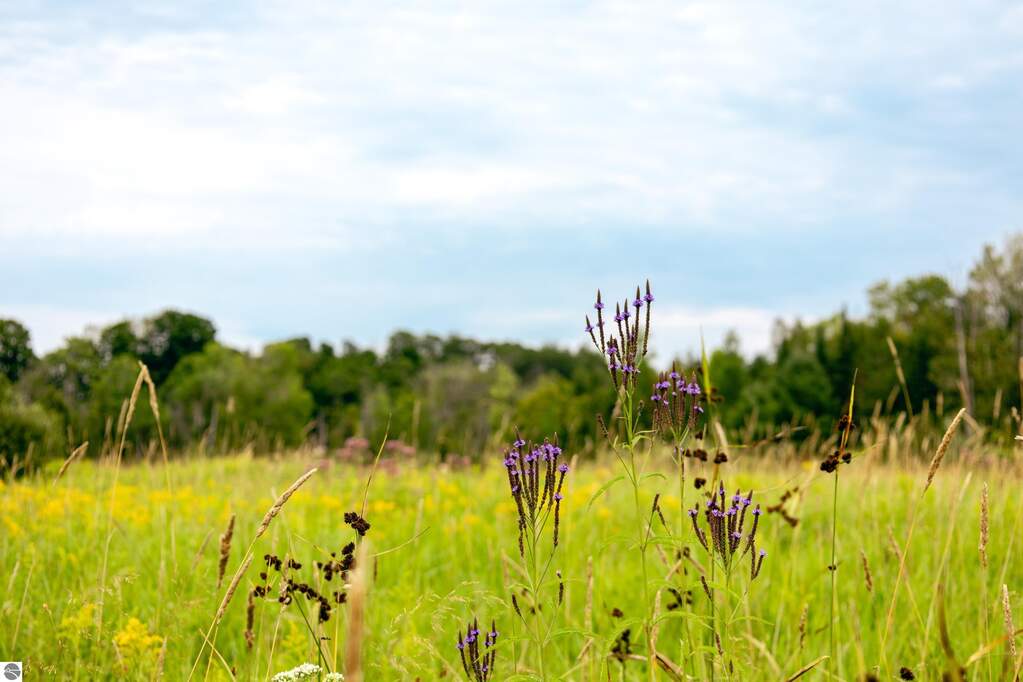 Land/Vacant Land's Image 40