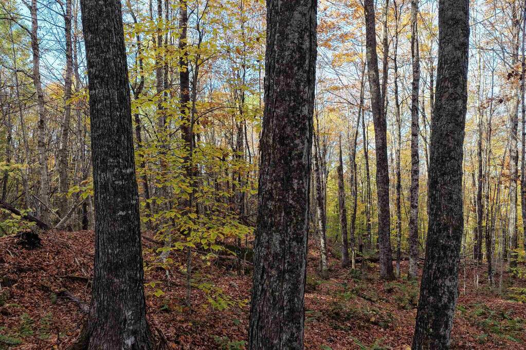 Land/Vacant Land's Image 7