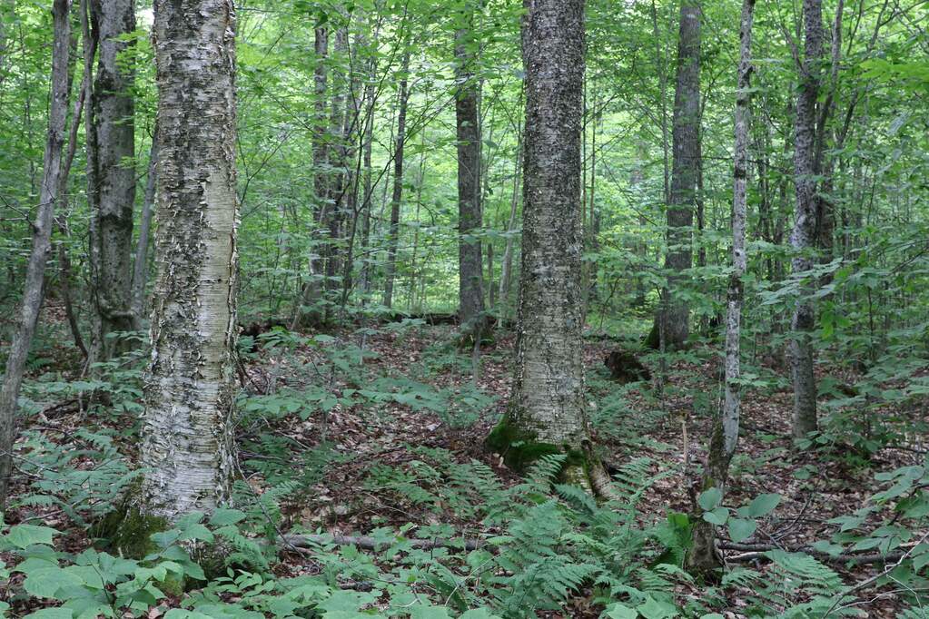Land/Vacant Land's Image 18