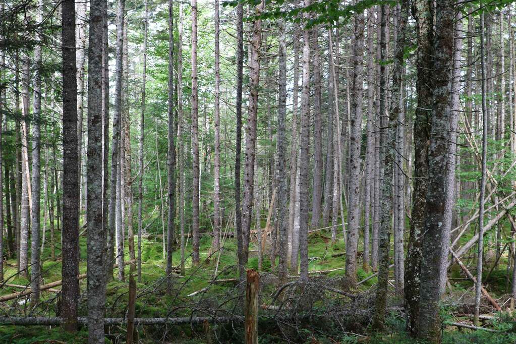 Land/Vacant Land's Image 21