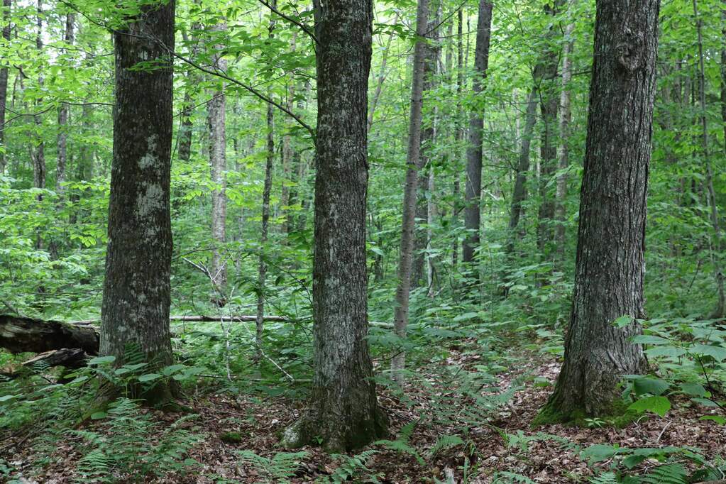 Land/Vacant Land's Image 23