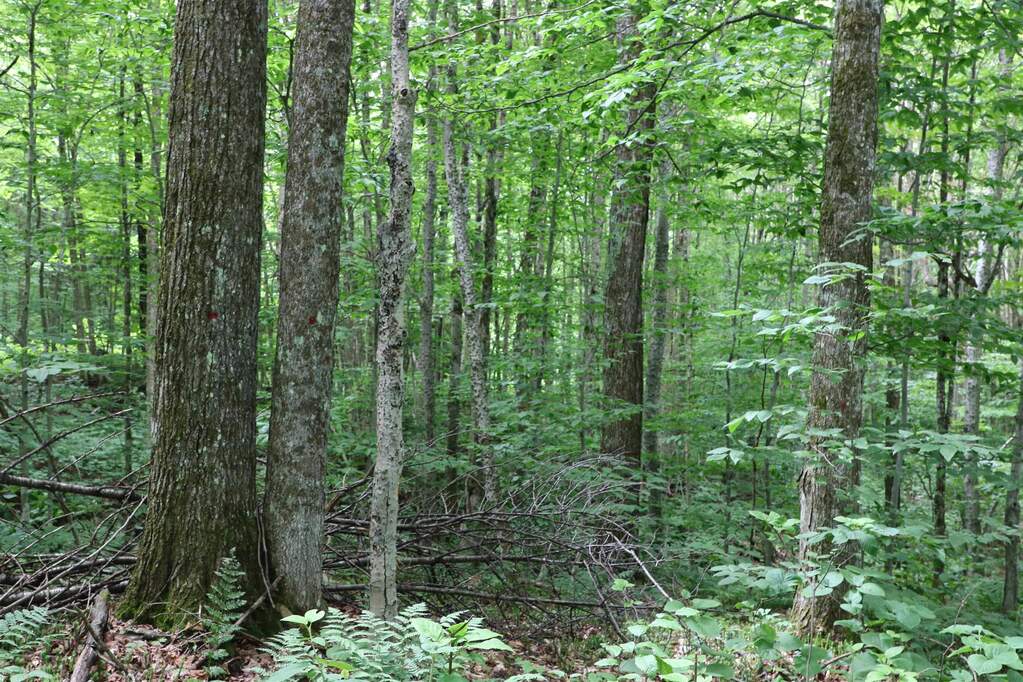 Land/Vacant Land's Image 24