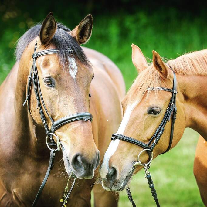 Free Stock Photos - Swiss Horses