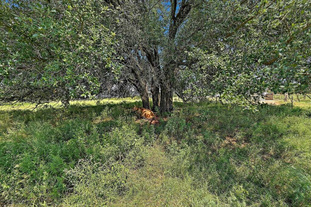 Land/Vacant Land's Image 30